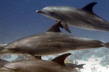 Tursiops truncatus