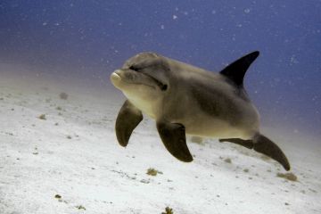 Tursiops truncatus