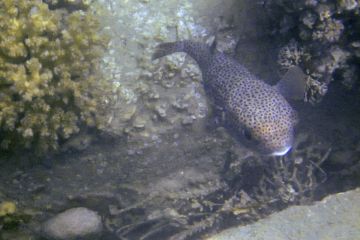 Diodon hystrix