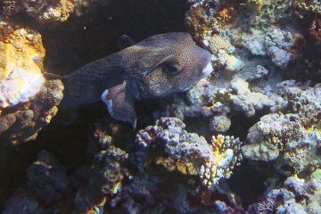 Diodon hystrix