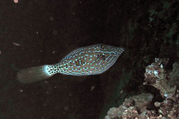 Aluterus scriptus