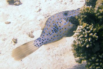 Aluterus scriptus