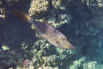 Aluterus scriptus
