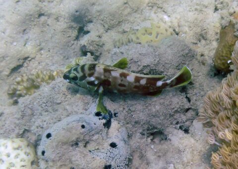 Краснополосый групер — Epinephelus fasciatus