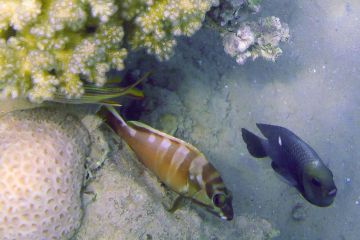 Epinephelus fasciatus