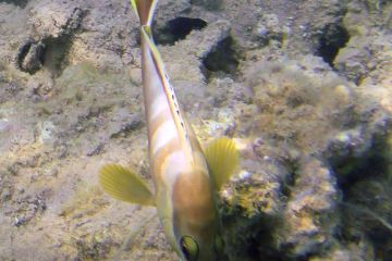 Epinephelus fasciatus