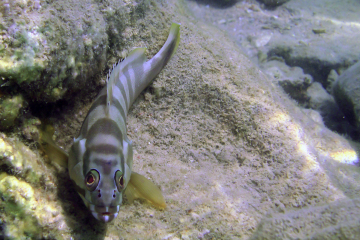 Epinephelus fasciatus