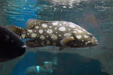 Epinephelus summana