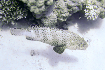 Epinephelus tauvina