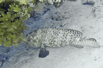 Epinephelus tauvina