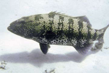 Plectropomus pessuliferus
