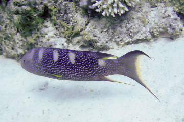 Variola louti