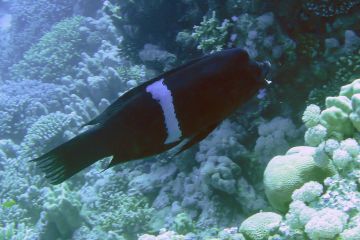 Coris aygula