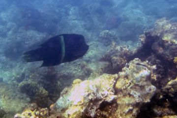 Coris aygula
