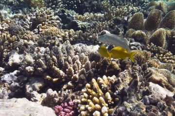 Cheilio inermis