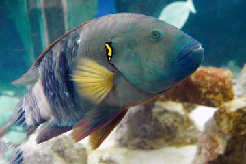 Cheilinus lunulatus (female)