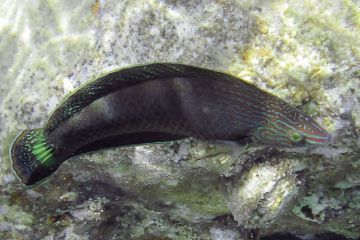 Halichoeres marginatus