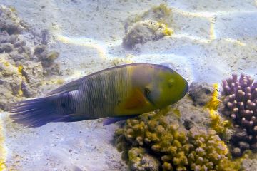 Cheilinus lunulatus (female)