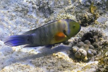 Cheilinus lunulatus (female)