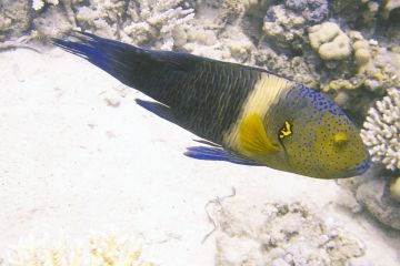 Cheilinus lunulatus