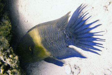 Cheilinus lunulatus