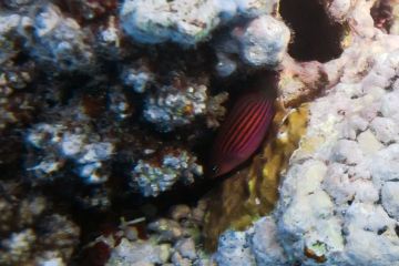 Pseudocheilinus hexataenia