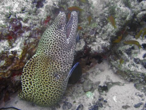 Gymnothorax-favagineus-_2-card