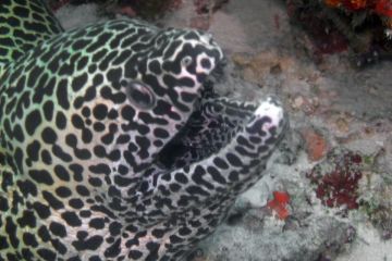 Gymnothorax favagineus