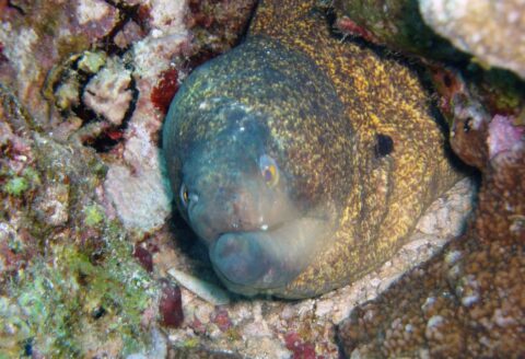 Gymnothorax-flavimarginatus-card