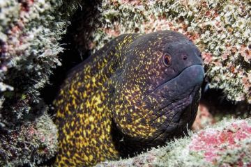 1_Gymnothorax-flavimarginatus