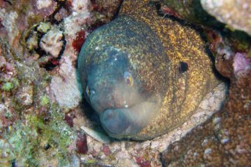 Gymnothorax flavimarginatus