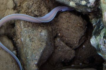 Gymnothorax-griseus_night-hunter