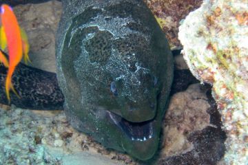Gymnothorax javanicus