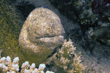 Gymnothorax pictus