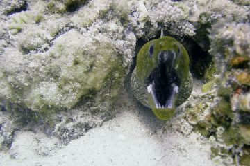 Gymnothorax undulatus