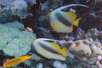 Heniochus intermedius