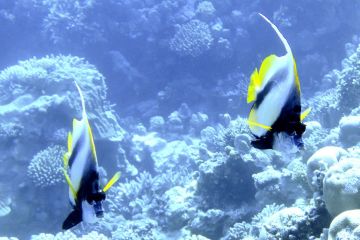 Heniochus intermedius