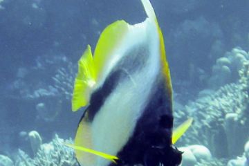 Heniochus intermedius
