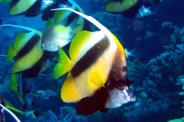 Heniochus intermedius