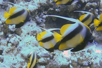 Heniochus intermedius