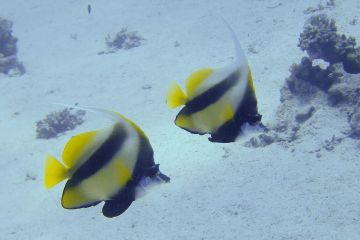 Heniochus intermedius