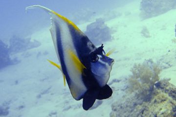 Heniochus intermedius