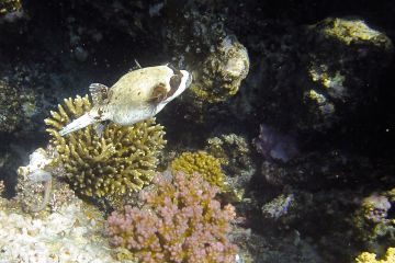 Arothron diadematus