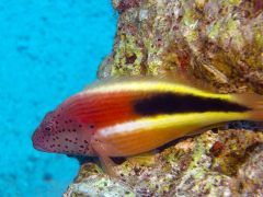 Paracirrhites forsteri