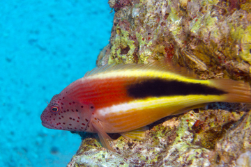 Paracirrhites forsteri