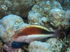 Paracirrhites forsteri