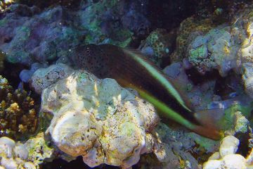 Paracirrhites forsteri