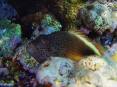 Paracirrhites forsteri