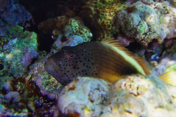 Paracirrhites forsteri