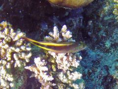 Paracirrhites forsteri